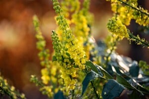 Mahonia media Winter Sun 5L 40-  60