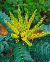 Mahonia media Winter Sun 5L 40-  60