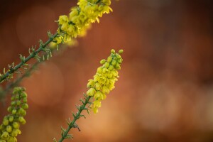 Mahonia media Winter Sun 60- 80 cm