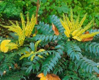 Mahonia media Winter Sun 60- 80 cm