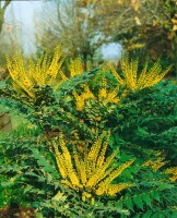 Mahonia media Winter Sun 60- 80 cm