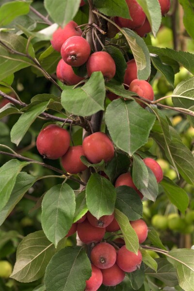 Malus Eleyi                          CAC 60- 100 cm