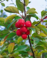 Malus Eleyi                          CAC 60- 100 cm