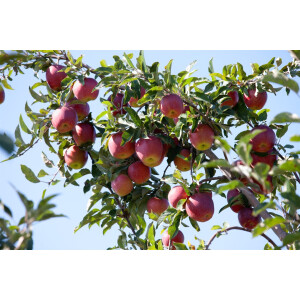 Malus Gloster 69                     CAC 5 L...