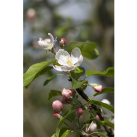 Malus Gloster 69                     CAC 5 L...