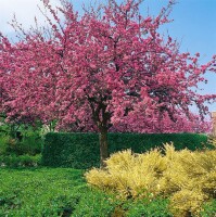 Malus Liset                          CAC 5 L 60- 100