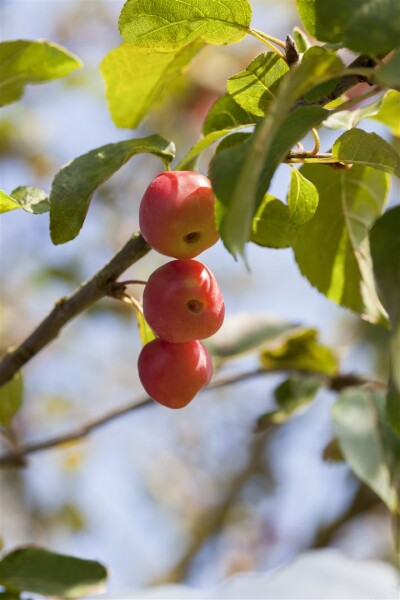 Malus Red Sentinel                   CAC 60- 100 cm