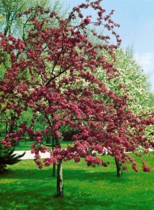 Malus Red Sentinel                   CAC 60- 100 cm