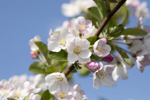 Malus Red Sentinel                   CAC 60- 100 cm