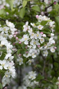 Malus Red Sentinel                   CAC 60- 100 cm