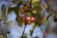 Malus Red Sentinel                   CAC 60- 100 cm