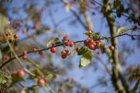 Malus Red Sentinel                   CAC 60- 100 cm