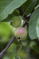 Malus Red Sentinel                   CAC 60- 100 cm