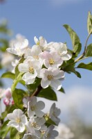 Malus Red Sentinel                   CAC 60- 100 cm