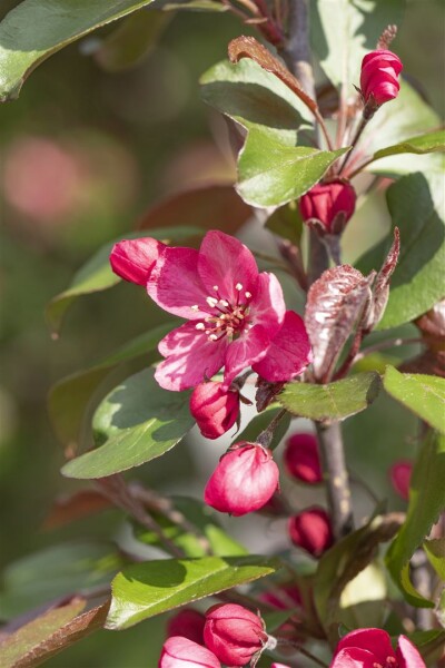 Malus Royalty                        CAC 5 L 60- 100