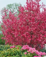 Malus Royalty                        CAC 5 L 60- 100