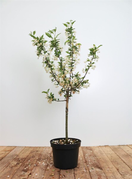 Malus Tina                           CAC 5L 40-  60