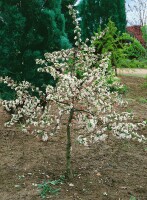 Malus Tina                           CAC 5L 40-  60