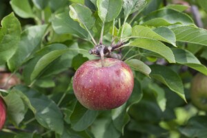 Malus Topaz  -S-                     CAC 5 L Terrassenobst 40-