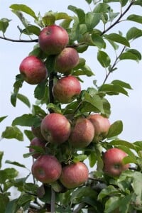 Malus Topaz  -S-                     CAC 5 L Terrassenobst 40-