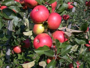 Malus Topaz  -S-                     CAC 5 L Terrassenobst 40-