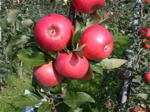 Malus Topaz  -S-                     CAC 5 L Terrassenobst 40-