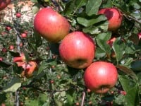 Malus Topaz  -S-                     CAC 5 L Terrassenobst 40-