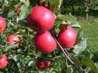 Malus Topaz  -S-                     CAC 5 L Terrassenobst 40-