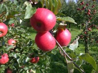 Malus Topaz  -S-                     CAC 5 L Terrassenobst 40-