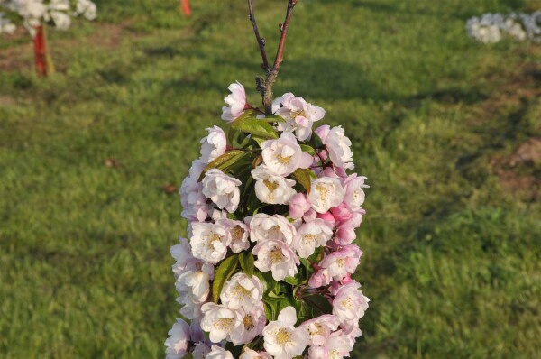 Malus Van Eseltine                   CAC 5 L 60- 100