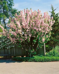 Malus Van Eseltine                   CAC 5 L 60- 100