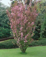 Malus Van Eseltine                   CAC 5 L 60- 100