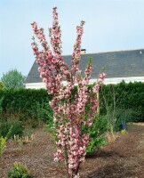 Malus Van Eseltine                   CAC 5 L 60- 100