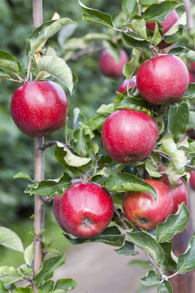 Malus domestica Florina 150- 200 cm