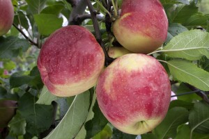 Malus domestica Florina 150- 200 cm