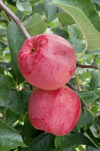 Malus domestica Florina 150- 200 cm