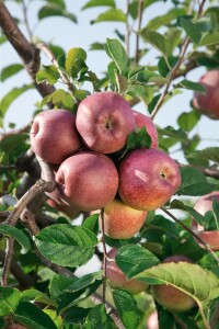 Malus domestica Florina 150- 200 cm