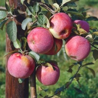 Malus domestica Florina 150- 200 cm