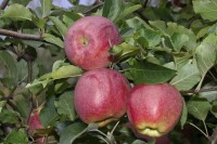 Malus domestica Florina 150- 200 cm