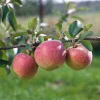 Malus domestica Florina 150- 200 cm