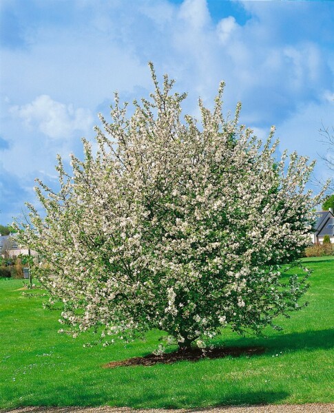 Malus sylvestris                       CAC 3 L 60- 100