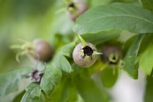 Mespilus germanica 5 L 60- 100