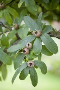 Mespilus germanica 5 L 60- 100