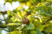 Mespilus germanica 5 L 60- 100