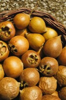 Mespilus germanica 5 L 60- 100