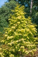 Metasequoia glyptostroboides Chubby 5L 40-  60