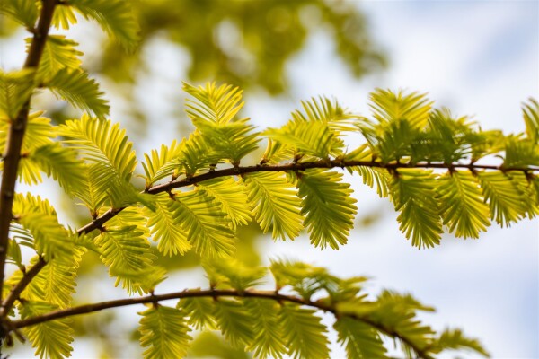 Metasequoia glyptostroboides Gold Rush 40- 60 cm