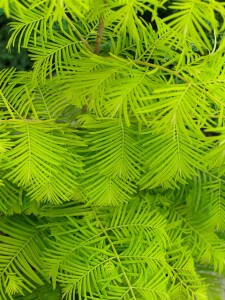 Metasequoia glyptostroboides Gold Rush 40- 60 cm