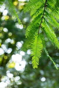 Metasequoia glyptostroboides Gold Rush 40- 60 cm