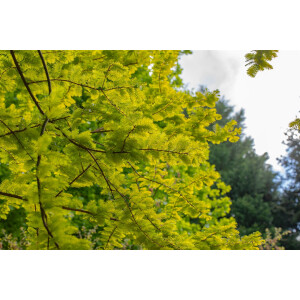 Metasequoia glyptostroboides Gold Rush 40- 60 cm